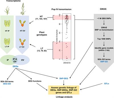 Epichloë seed transmission efficiency is influenced by plant defense response mechanisms